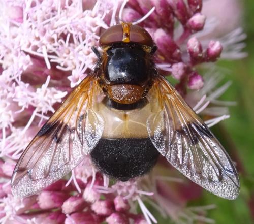 Volucella pellucens